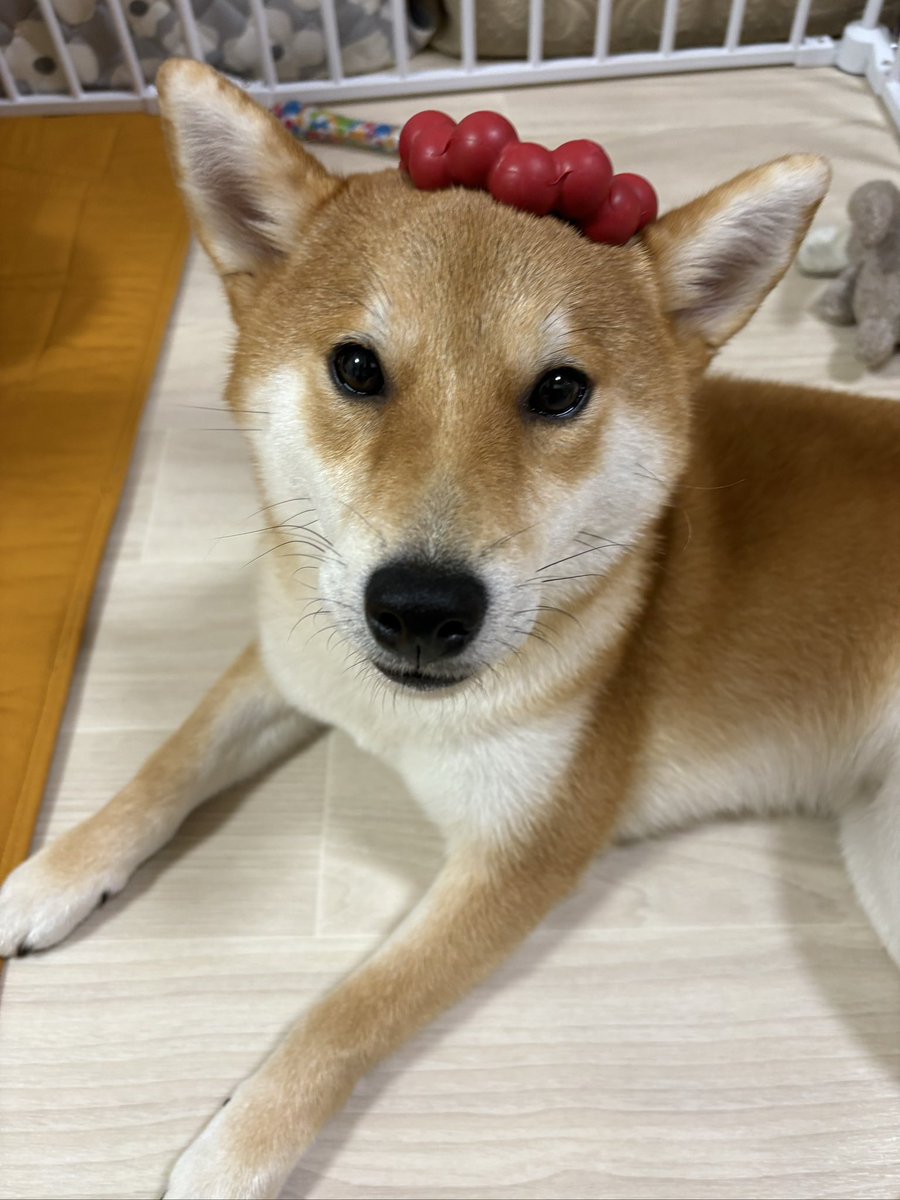 びわのすけ tweet media