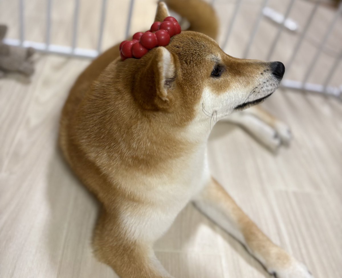 びわのすけ tweet media