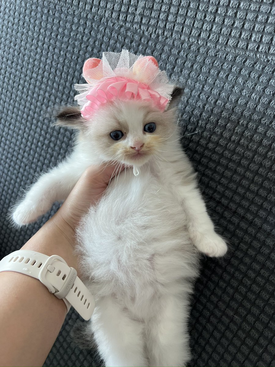 Princess Cubelita tweet media