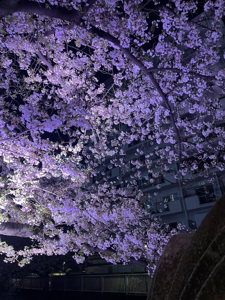 96_show's tweet photo. 今年の桜
今夜と明日で見納めかなぁ https://t.co/fwt5zcoWV7