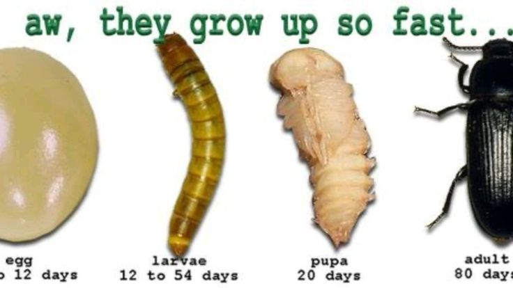 ֶָ֢𖹭❦.isabelle🌙❦.ֶָ֢𖹭 #i-sanmania tweet media