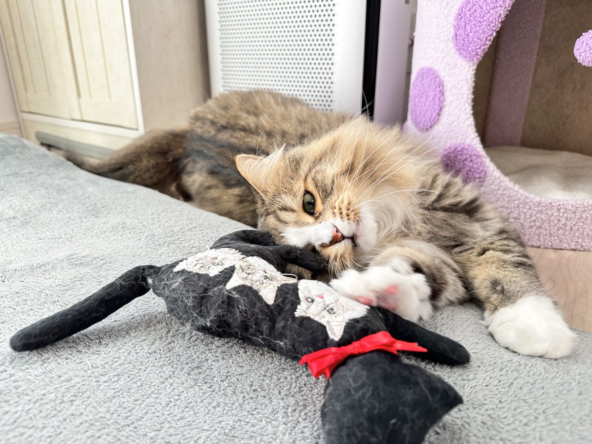 しらす🐟どんぐり🐿️はんぺん🍢 tweet media