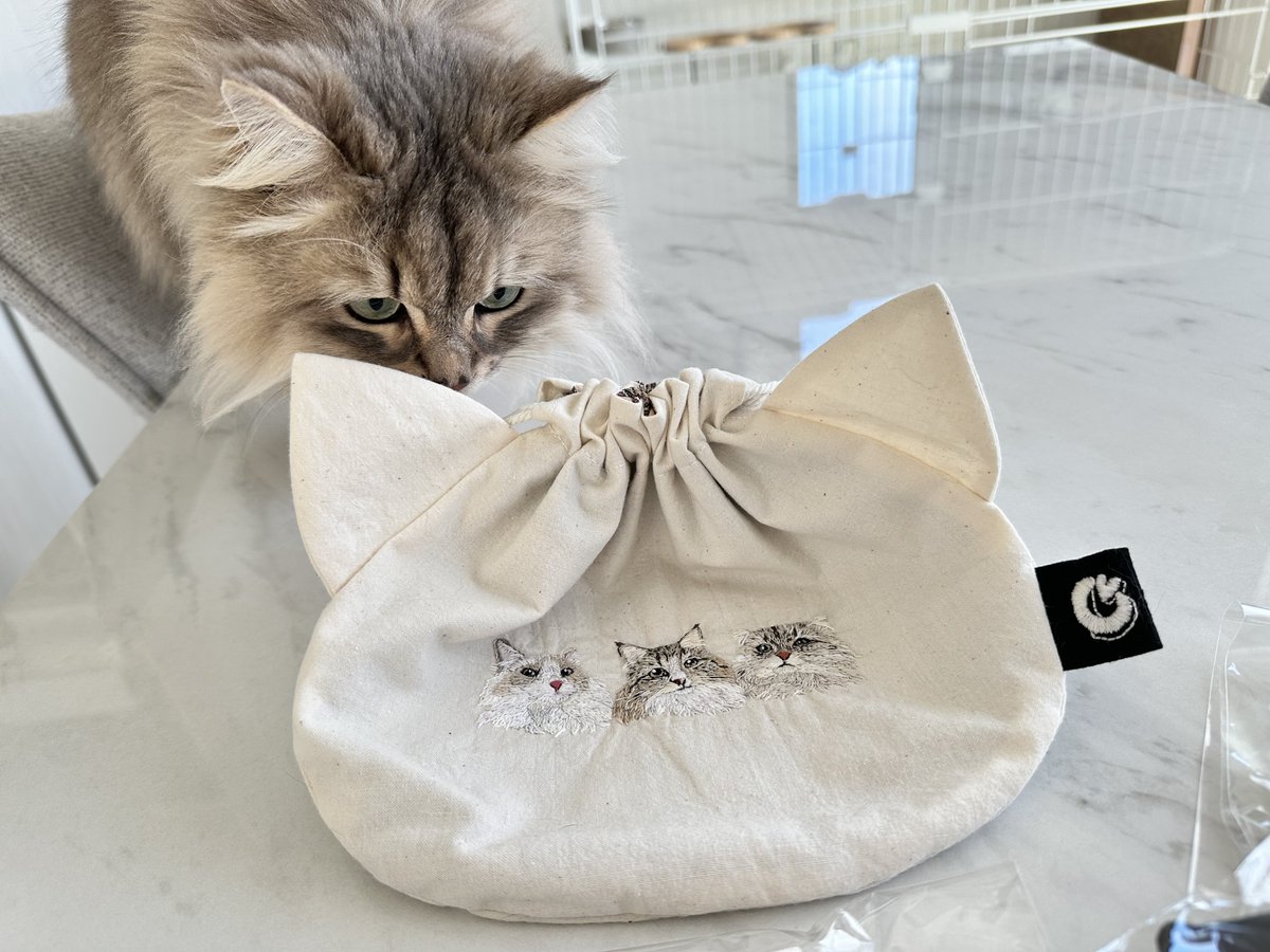 しらす🐟どんぐり🐿️はんぺん🍢 tweet media