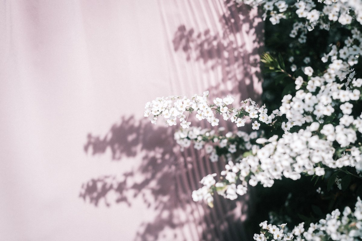 にーさん【 カメラのYouTube 】 tweet media