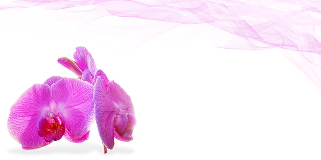 Casandra King tweet media