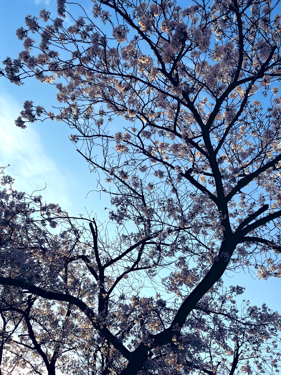 すけすけ ちよこ tweet media