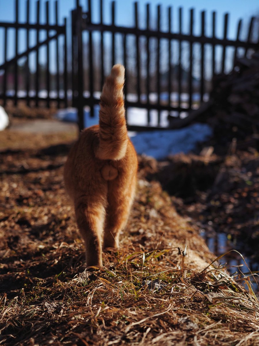 Ебенолог Глушеведович 🌲 tweet media