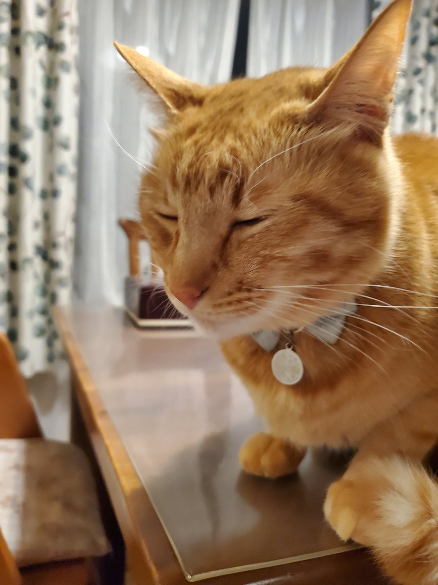 kinako “キキと一緒” tweet media