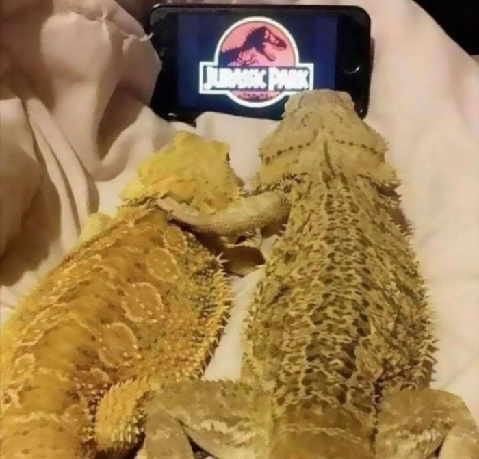 INDOWEBSTER tweet media