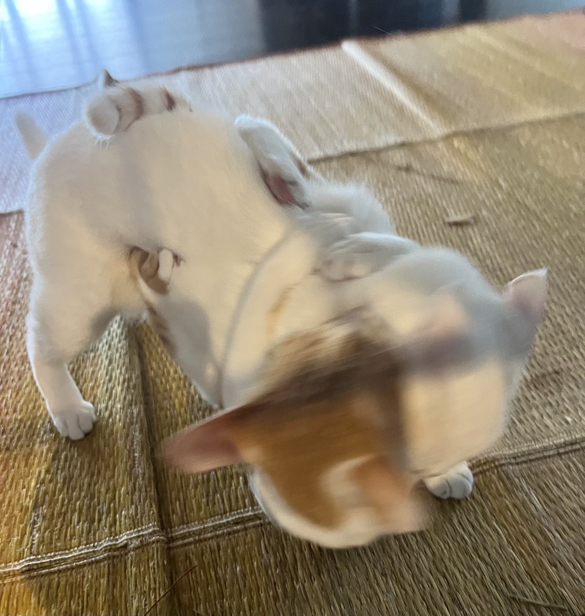 ジョーは犬&猫と共に古民家で暮らしている tweet media