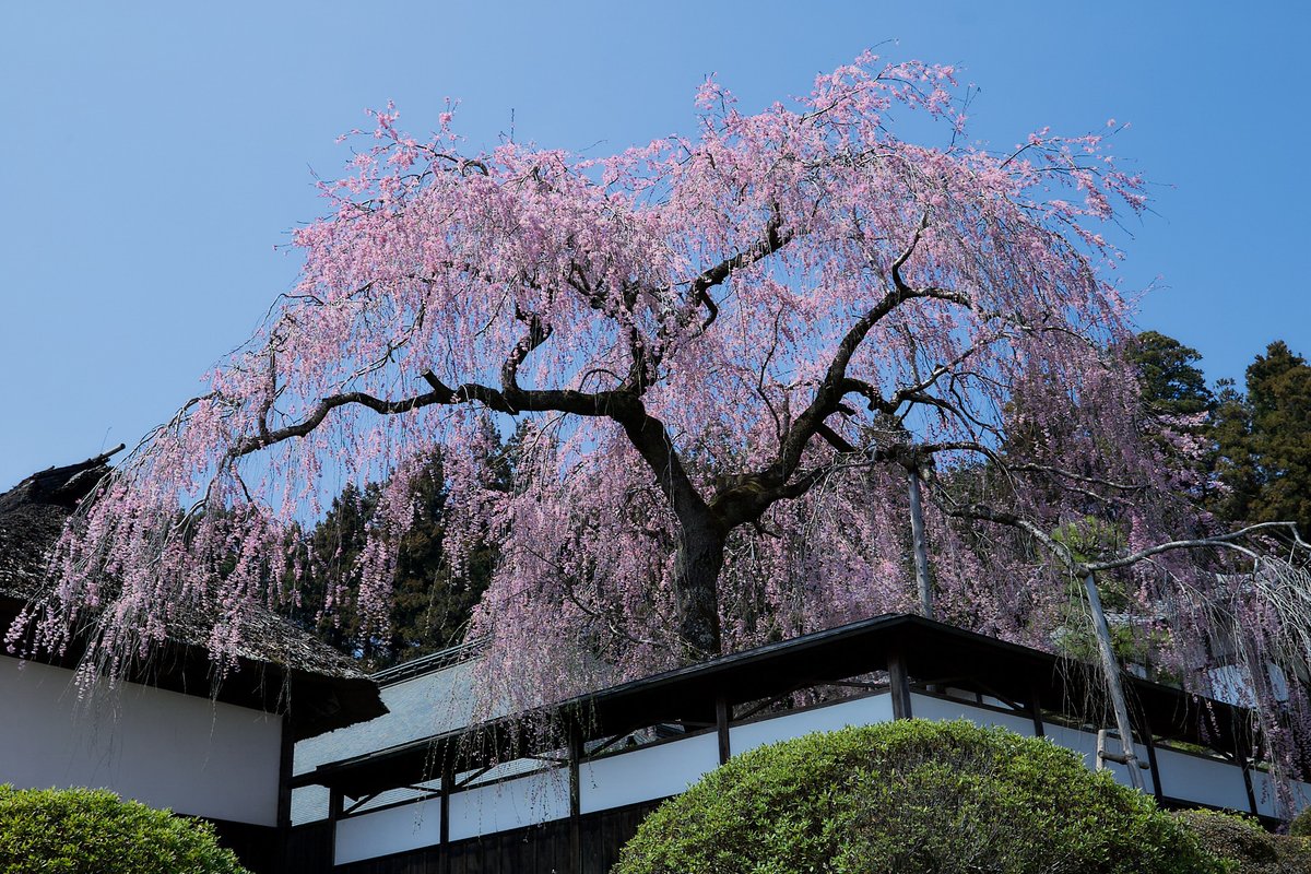 nyachimog's tweet photo. 青梅・安楽寺のしだれ桜も好きなんですよね😊
#写真好きな人と繋がりたい #ファインダー越しの私の世界 #キリトリセカイ #お写ん歩 #スナップ #snap #snapphoto #canon #canoneos1d #eos1d #eos1d初代 #ef2470f28liiusm #omeblue #青梅 #青梅市 #安楽寺 #omeblue #しだれ桜 https://t.co/w38MTEU0aw