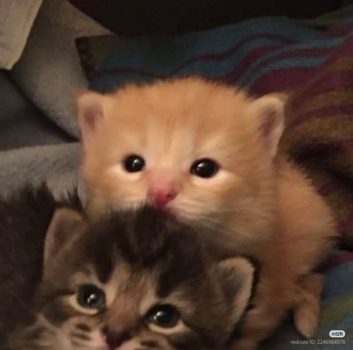 Albert J Daniel. tweet media