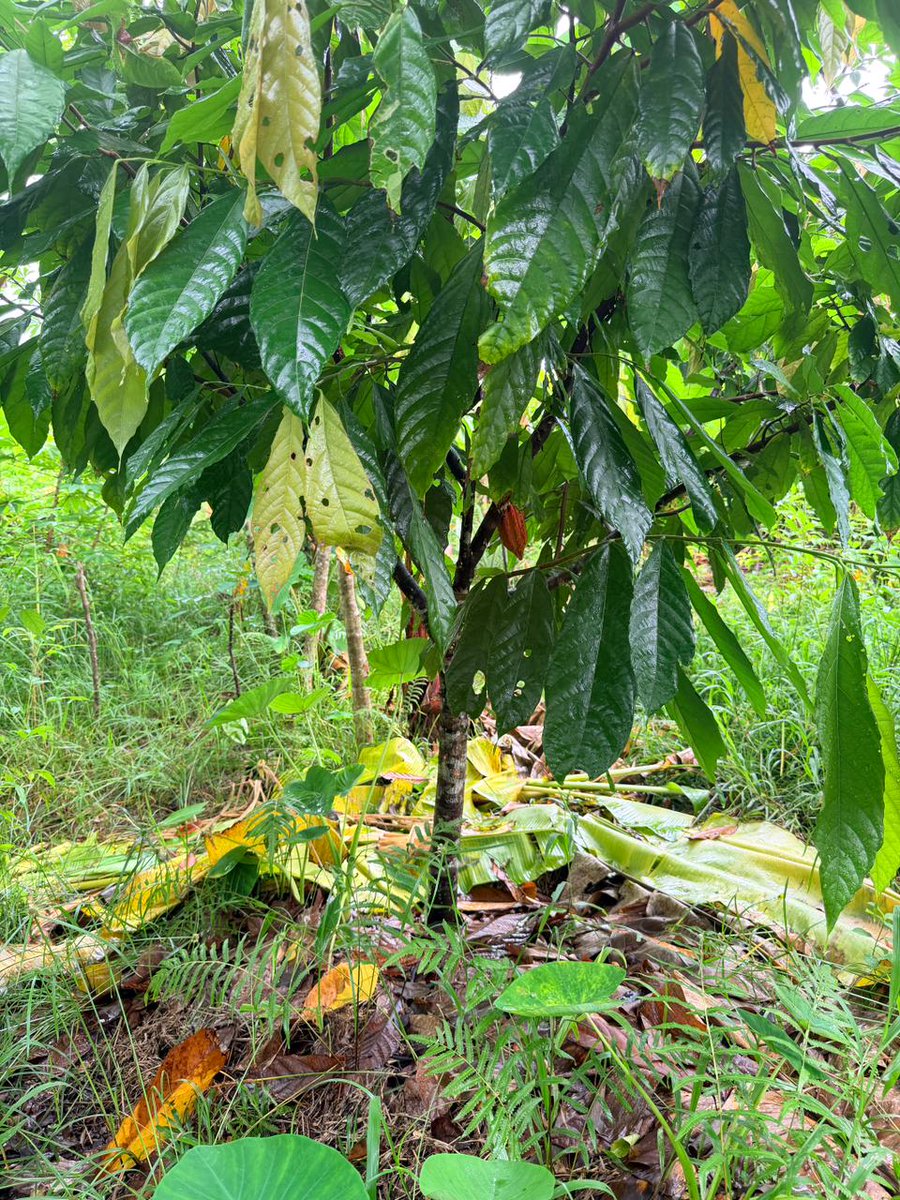 WCS Madagascar tweet media