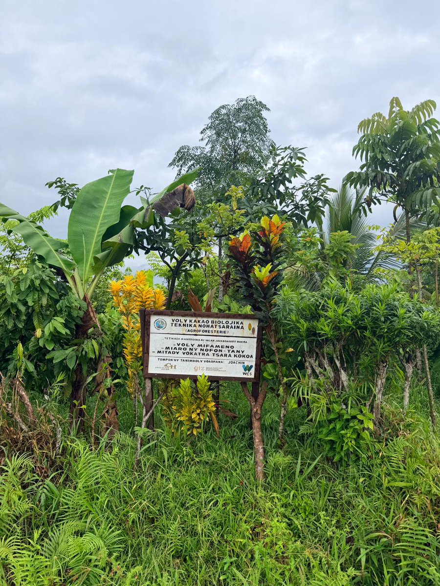 WCS Madagascar tweet media