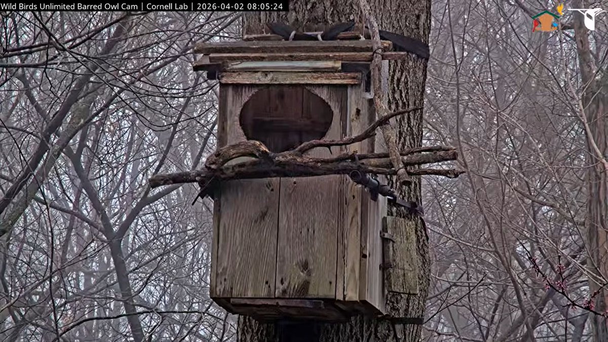 WBU Barred Owl Cam tweet media