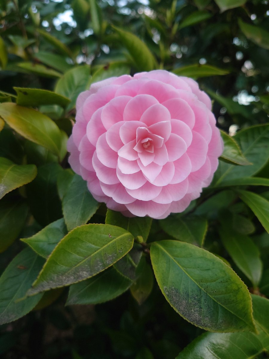 ちさと(快便ちゃん) tweet media