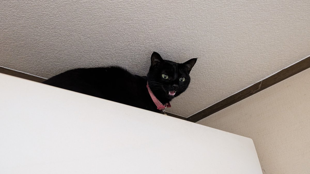 とげなしとげとげ tweet media