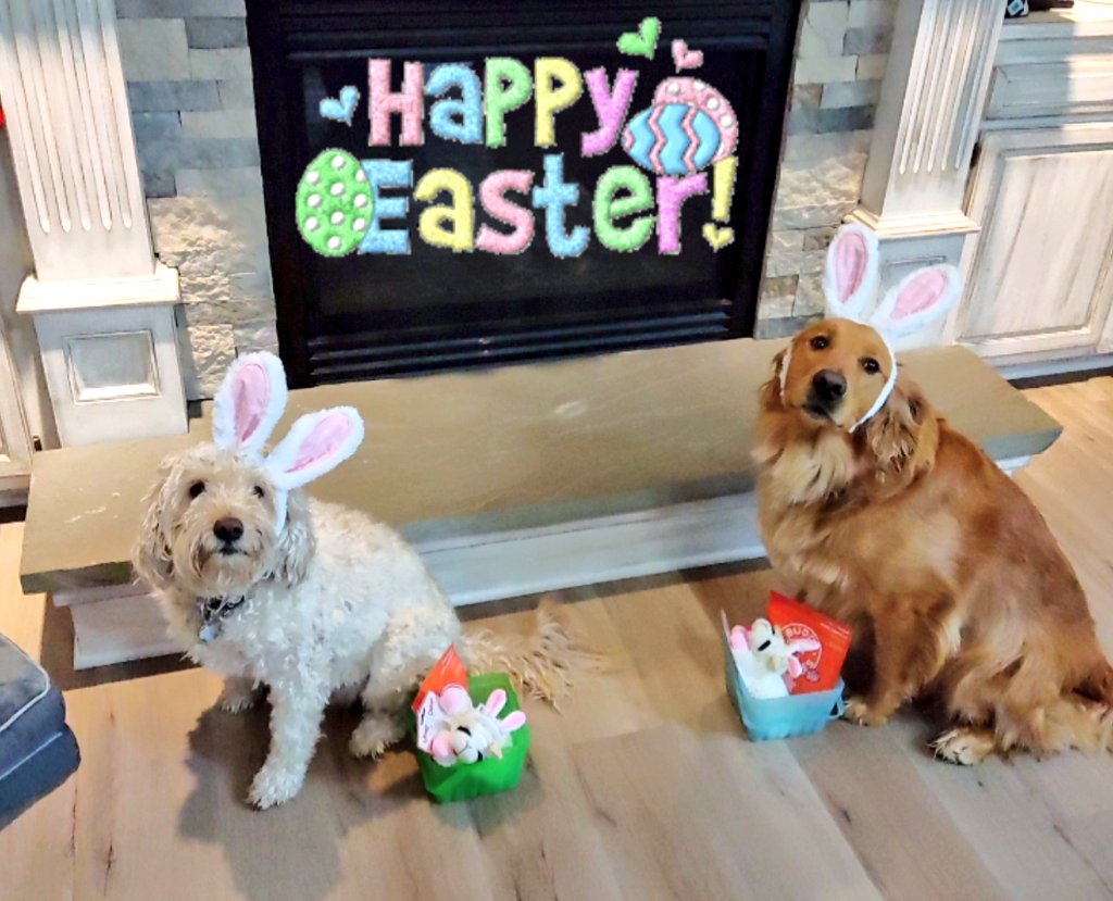 🍖Arie Bear🍖 tweet media