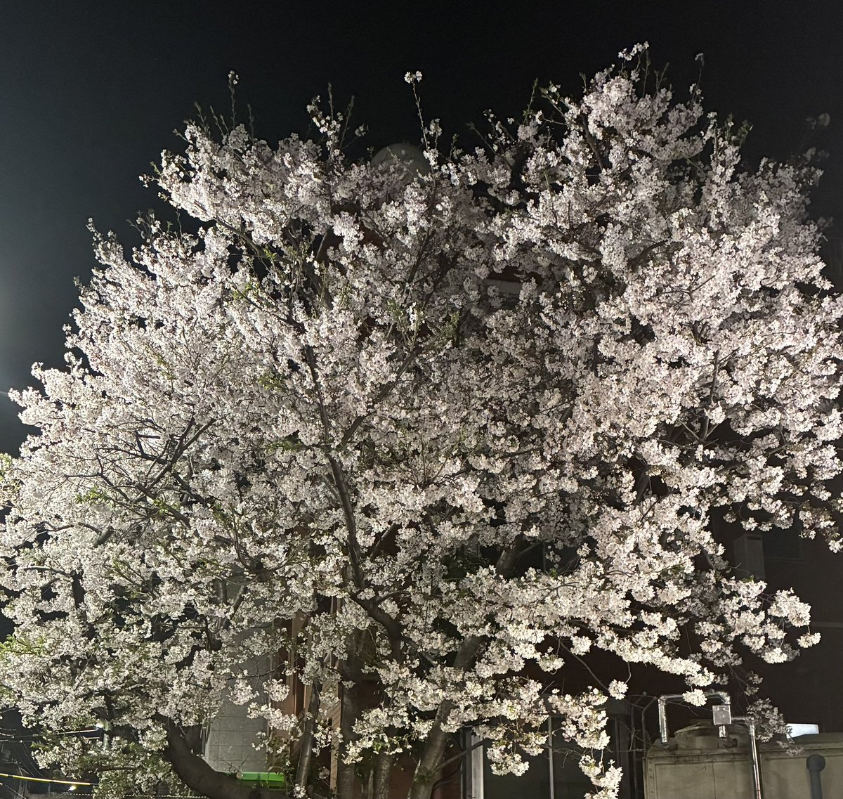 朝露 ros mane tweet media