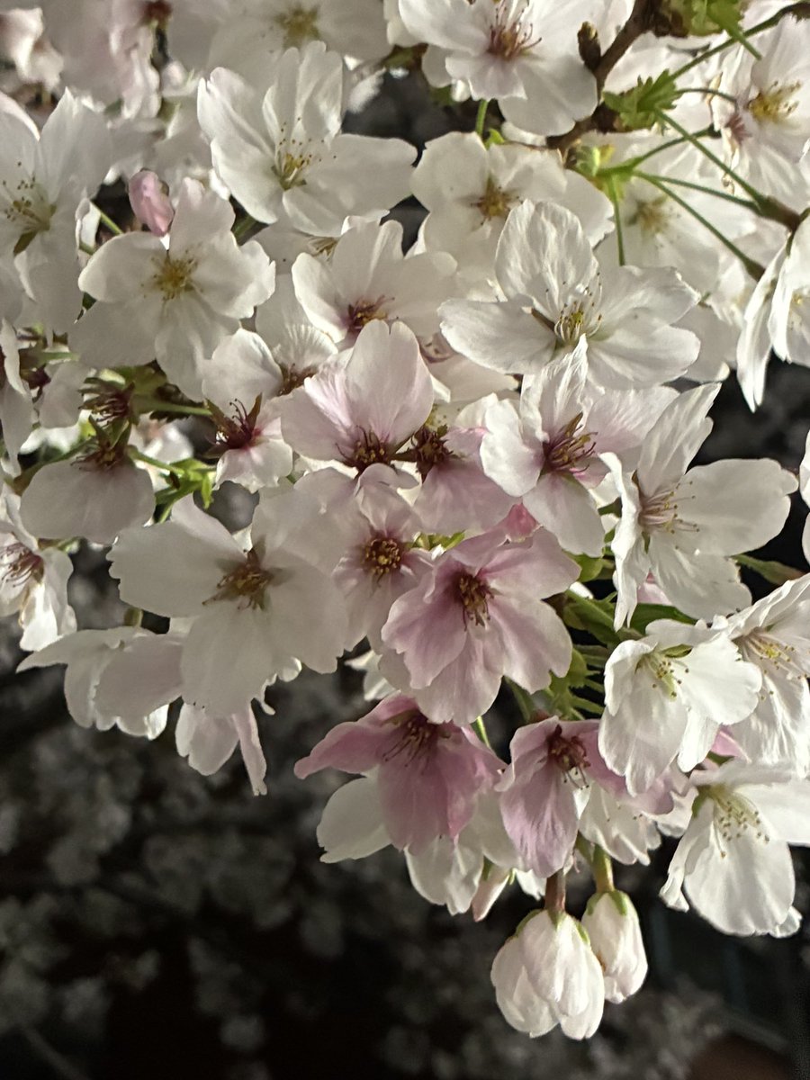 朝露 ros mane tweet media