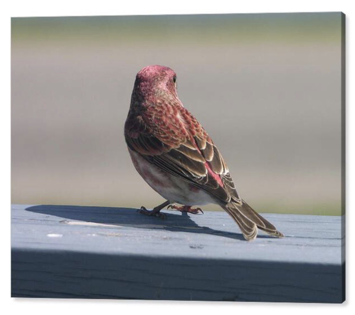 Shonna Hawkins Photography tweet media