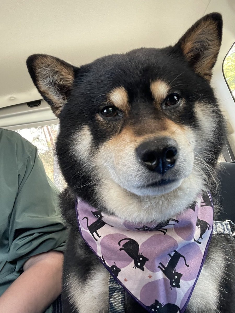 たっぷぅちゃん tweet media