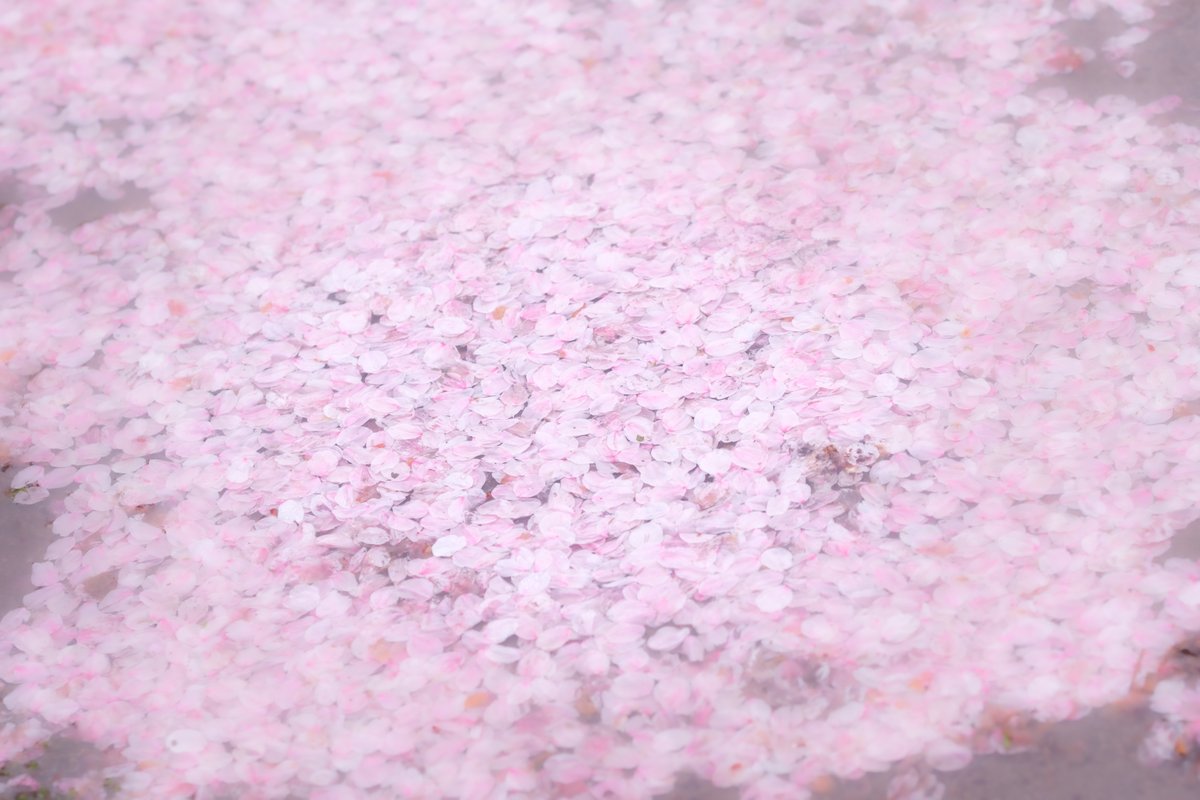 塙真一 tweet media