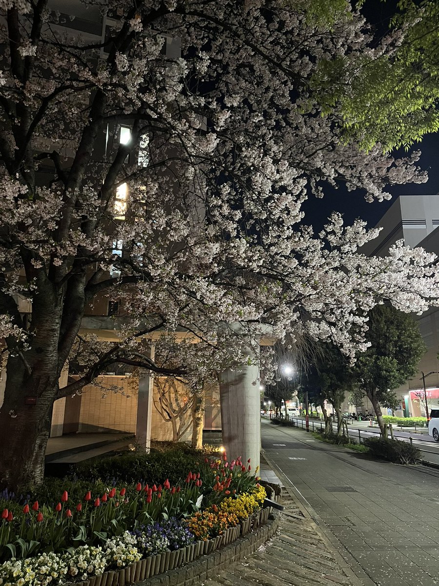 ようちゃん’s Room tweet media