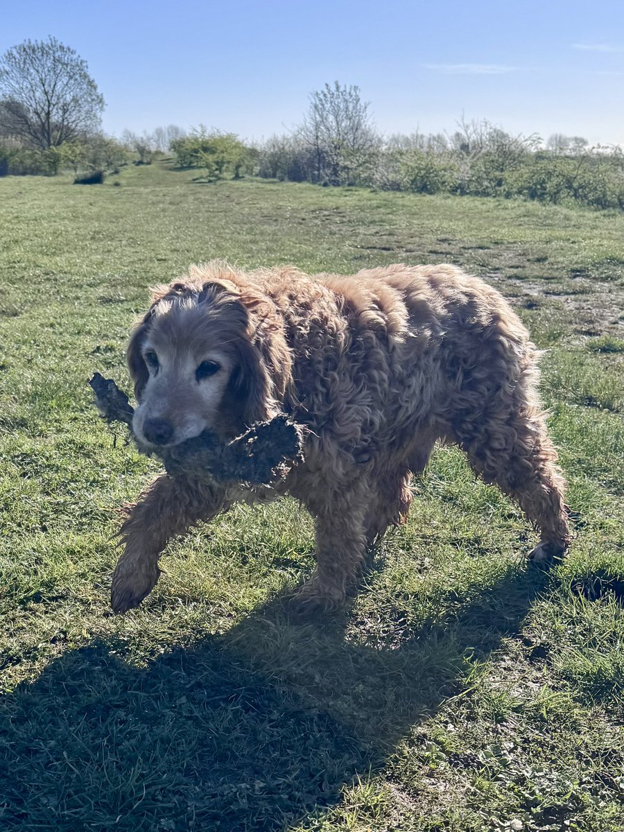 SpanielsSuper's tweet photo. I found a treasure on our walk
It was a really #PreciousTreasure
I wanted to take it home to show PussPuss & Martha #MumSaidNo
Finn & Archie wanted it too #TheirMumSaidNo
Mum tricked me into dropping it 😱
I said mum it’s #MyTreasure
Mum said Bat it’s a #DeadRabbit
I said I know but it’s still a #SpecialTreasureDeadRabbit