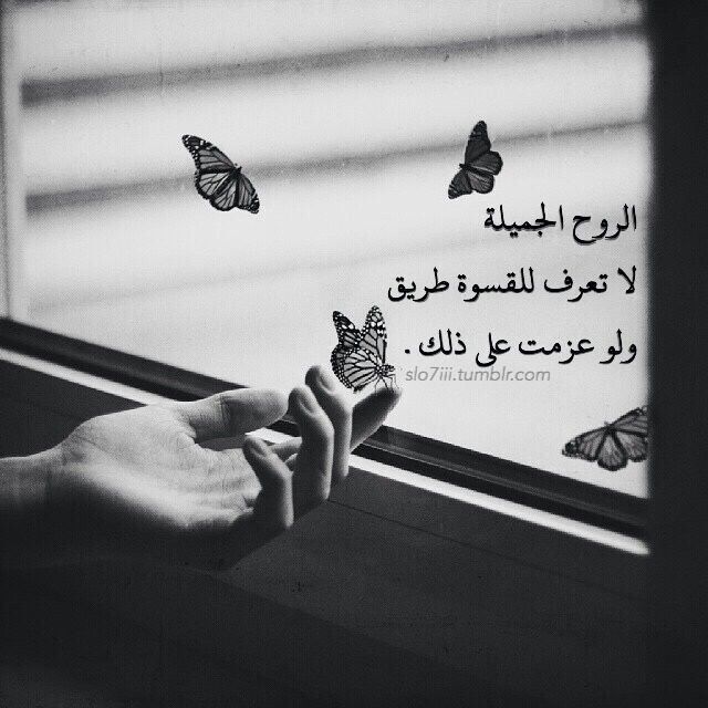 🌷رهف 🌹🌹 tweet media