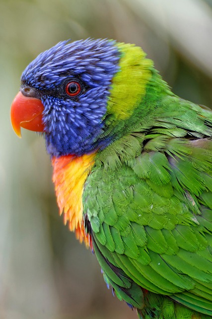 Jacolbe Shamburger tweet media