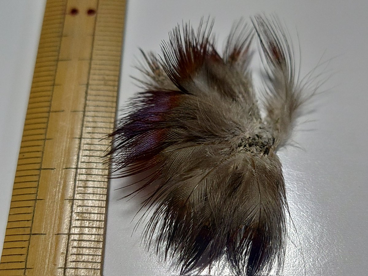 torimini tweet media