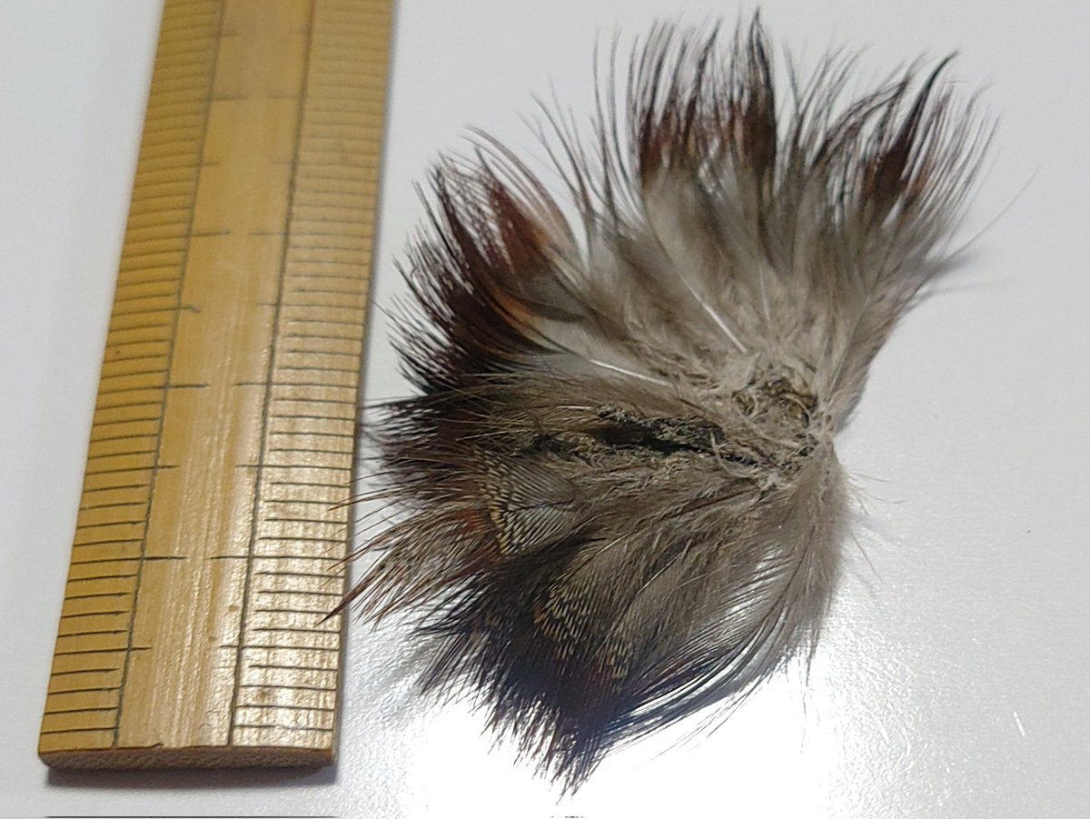 torimini tweet media