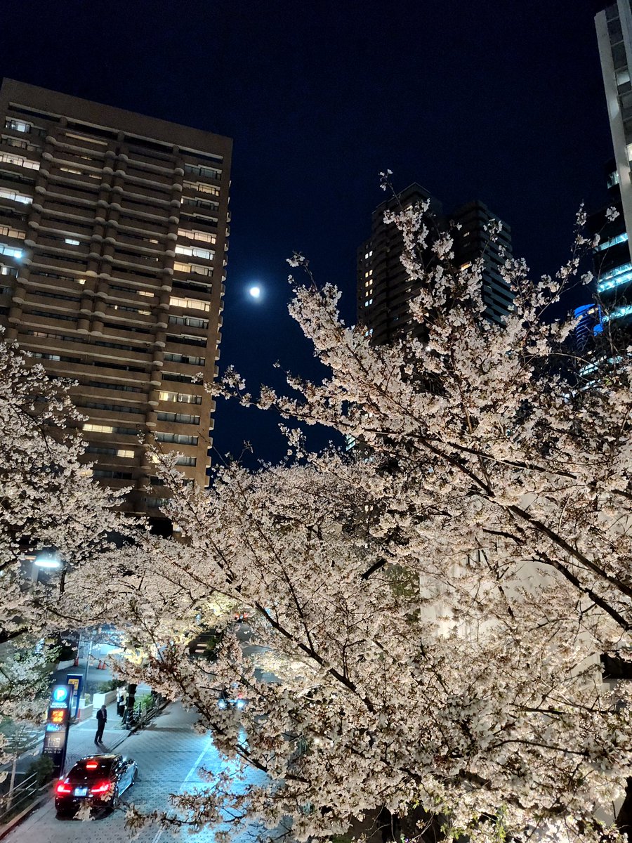 そして夜桜と月と。