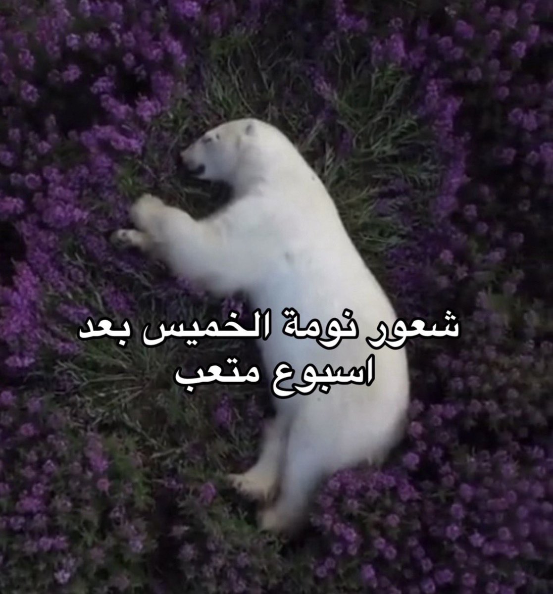 منصور tweet media