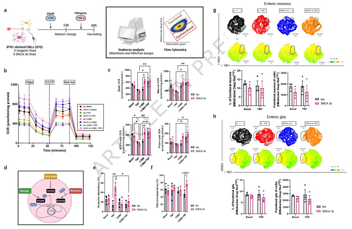 ScienceofPD's tweet image. Researchers show that Tumor Necrosis Factor alpha (TNFa) enhances α-synuclein accumulation in IPCS-derived enteric neurons &amp;amp; glia; It impairs the malate-aspartate shuttle - bridging #Parkinsons &amp;amp; intestinal inflammation
nature.com/articles/s4146…