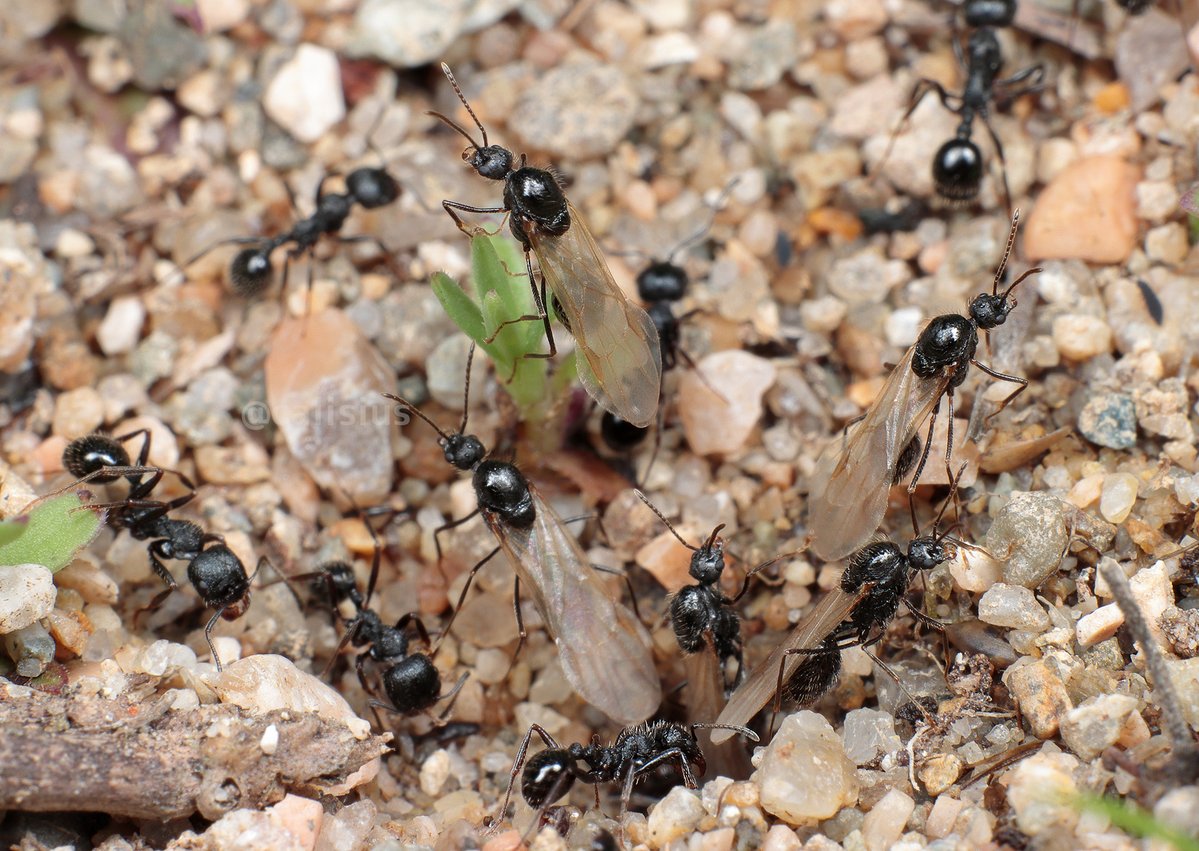 長島聖大(ピン・セイダイ) tweet media