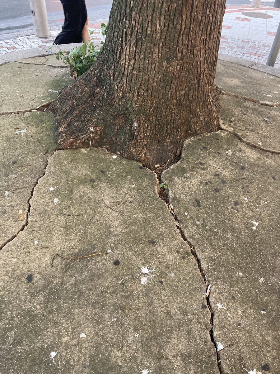 話題のポストBOT tweet media