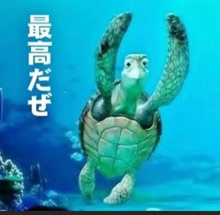 ねこの学生 tweet media