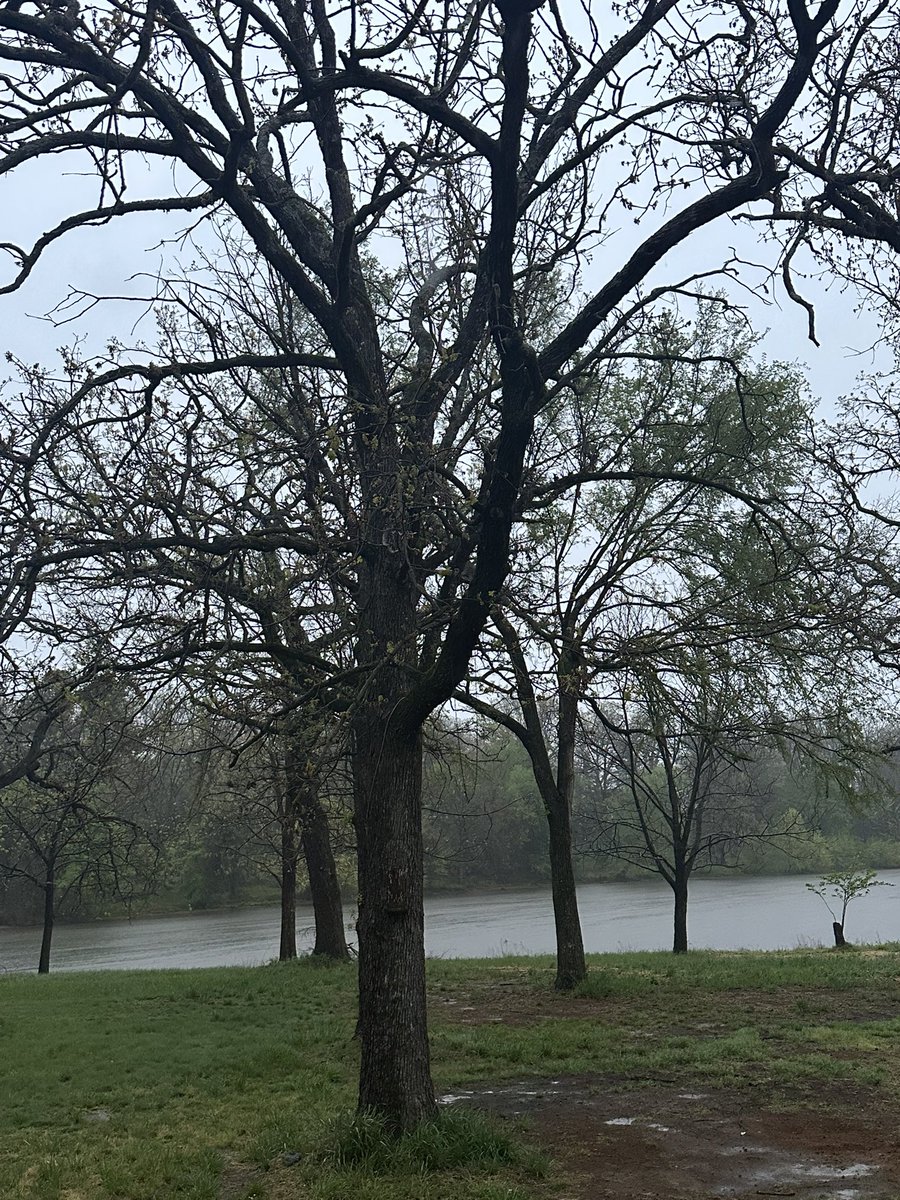 ngaidi1's tweet photo. This tree takes me back to my bamboo house days… rainy afternoons, falling mangoes, and running with friends to pick them up 🥭🌧️ https://t.co/euZgBY32M2