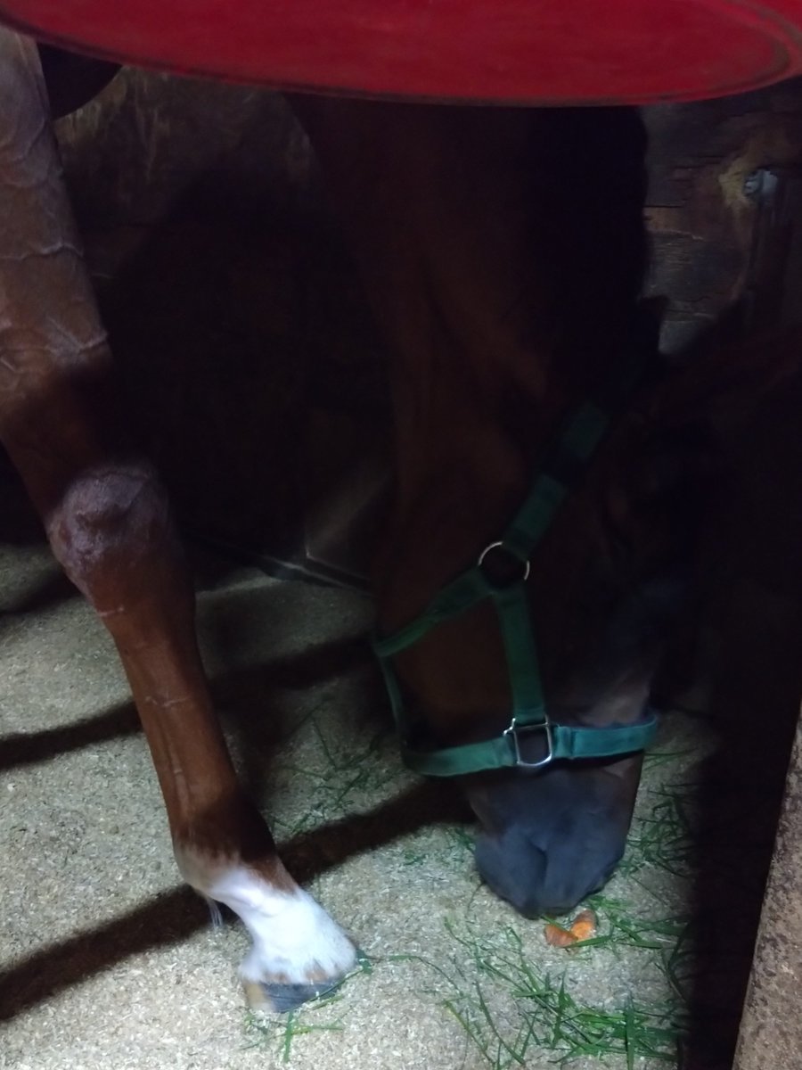 厩務員Ｔ tweet media