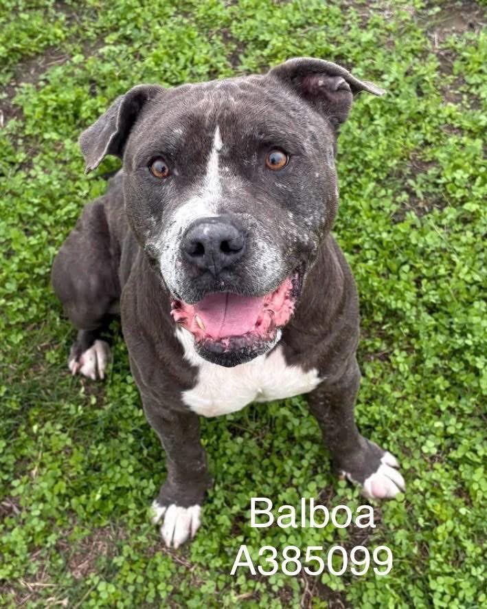 "OK,I'M BALBOA #A385099 8yo
They're telling me,my time is about up,cause I have been here for wks!
"I have to ask,What don't u like about me? I promise I can change,if u give me a chance!
Plz #ADOPT OR #FOSTER ME! OR PLZ #Pledge4Rescue
I'm at #CorpusChristiACC #texas plz hurry😩