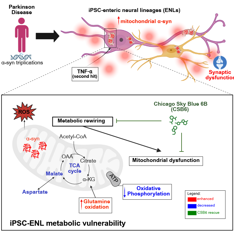 ScienceofPD's tweet image. Researchers show that Tumor Necrosis Factor alpha (TNFa) enhances α-synuclein accumulation in IPCS-derived enteric neurons &amp;amp; glia; It impairs the malate-aspartate shuttle - bridging #Parkinsons &amp;amp; intestinal inflammation
nature.com/articles/s4146…