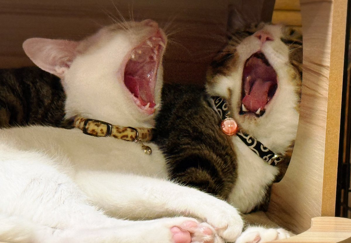 Kamui_310 tweet media