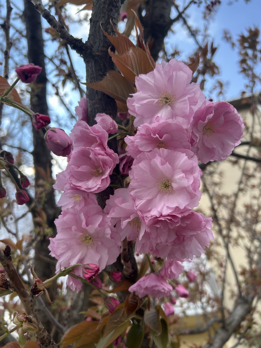 sara pupic tweet media