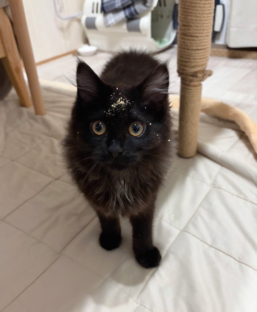 Li 🐈⬛🐈⬛2匹の双子保護猫と日常🌿 tweet media