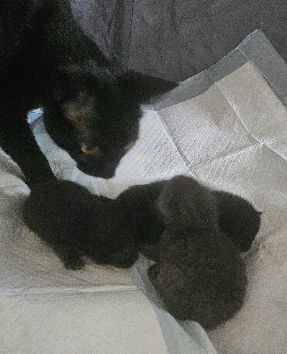 Porridge Drawers 🏴󠁧󠁢󠁳󠁣󠁴󠁿 tweet media