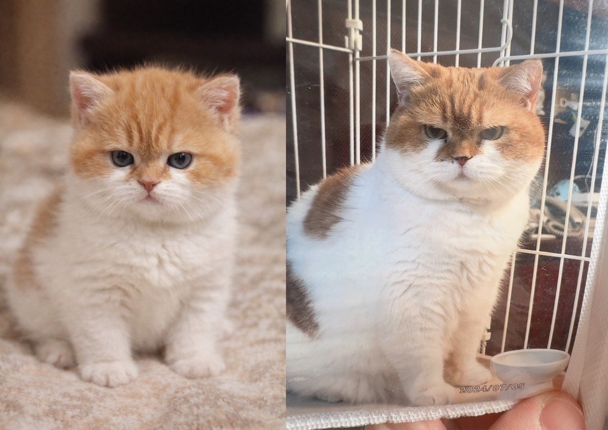 ひろこ tweet media