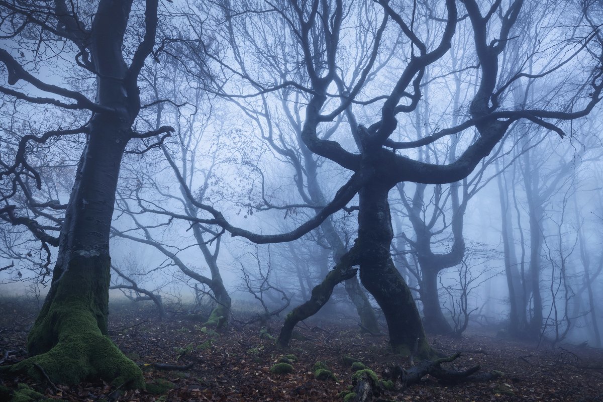 Schoenberger_K's tweet image. The Ent
Hidden deep in a forest in Germany

#landscapephotography #landschaftsfotografie #fog