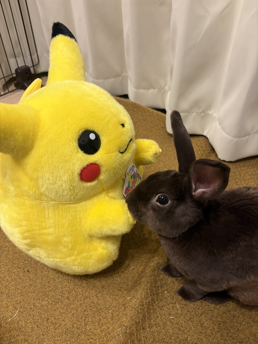 ミニレッキスのちゃいろ tweet media